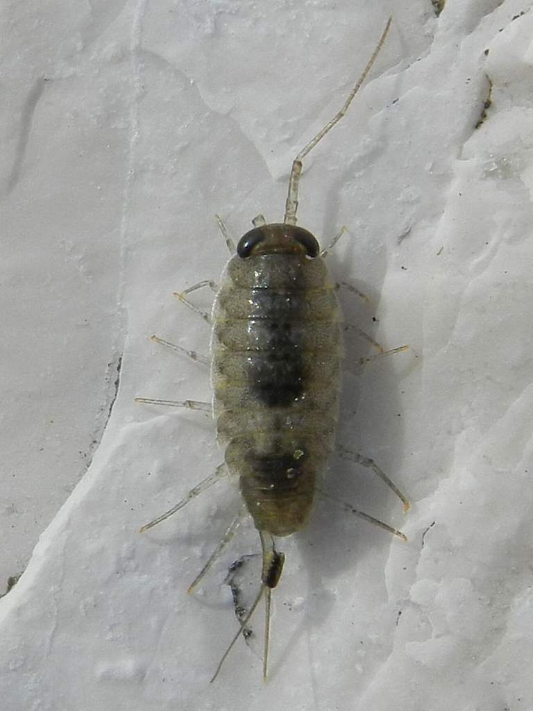 Isopoda da confermare